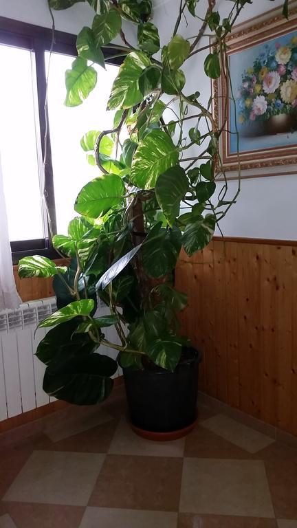 Hostal Los Rosales Alcaraz Δωμάτιο φωτογραφία